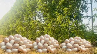 Oh my god !!Great men picks dock eggs by hand in the fields near the forest