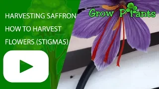 Harvesting Saffron - How to Harvest Saffron crocus flowers (stigmas)