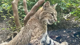 'Oh hi, mama kitty!': Woman in Richardson surprised a bobcat family chose her backyard as a den