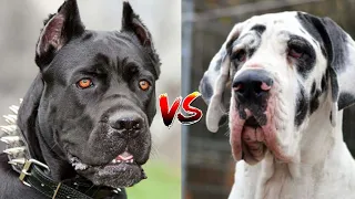 Cane Corso vs Great Dane : Which breed will win?