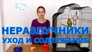 Попугаи неразлучники - уход и содержание