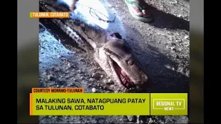 Regional TV News: Malaking Sawa sa Cotabato