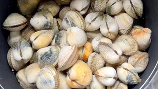 Coastal Foraging - Clams, Cockles and Shellfish - Homemade Clam Chowder | The Fish Locker