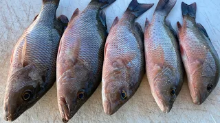 Mangrove Snapper Everywhere (This Bait Always Works) Florida Saltwater Fishing