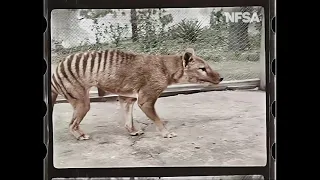 1933 Extinct Tasmanian Tiger in Colour - AI-Enhanced - 4k 48fps