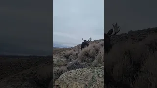 Calling in two bull moose, Wyoming