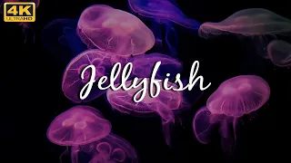 Soothing Jellyfish 4K | Relaxing Music for Yoga, Sleep, Study Meditation Screensaver | 3 HOURS