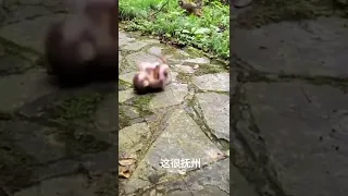 Baby monkey attacked