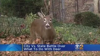 Deer Prompts Fight Between City & State