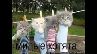 Смешные коты и кошки   видео приколы с кошками