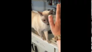 Siamese Kitty High Five