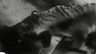 Real Deadliest fight: Tiger vs Lion very Rare.