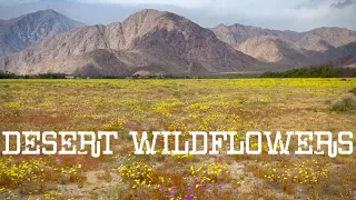 2024 Desert Wildflowers