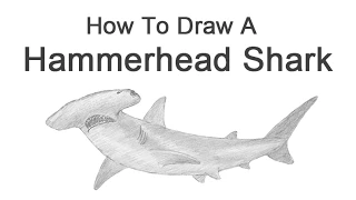 How to Draw a Hammerhead Shark