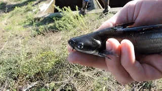 Blue Catfish Stocking The Ohio River: Hocking College