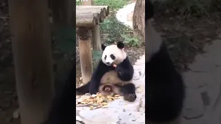 Panda Teamwork - Aww Cute Panda - Funniest Animals Compilation Ep 3