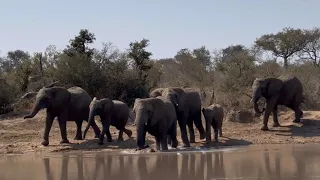 A Massive Herd of Buffalo Make Way for the Elephants on a Hot Day