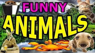 Funny Animal Videos that will make you laugh so hard you CRY!Funny Animal Compilation Videos!