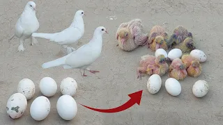 Kabutar ke Ande mitti ke andar Dal diye | pigeon eggs were put | in the soil and the babies came out