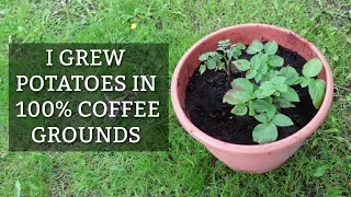 Harvesting POTATOES Grown in COFFEE GROUNDS!  | Using Coffee Grounds in the Garden