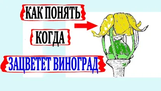 🍇 Вот для чего нужно 100% ОПРЕДЕЛИТЬ начало ЦВЕТЕНИЯ ВИНОГРАДА. Как это сделать? Что такое колпачки?