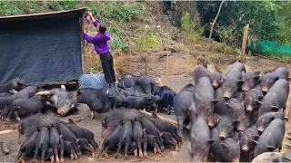 Use an iron mesh to separate the pigs, make a vegetable garden, and the chicks grow very quickly