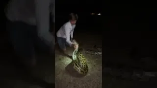 That’s a big snake!❤👍 #snake #youtubeshorts #florida #wildlife