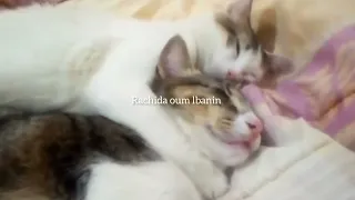 Cute cats and their sleeping owner - the best feeling in the