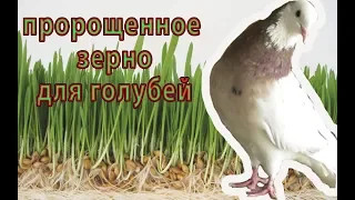 Пророщенное зерно, витамины для ГОЛУБЕЙ и ДРУГИХ ПТИЦ