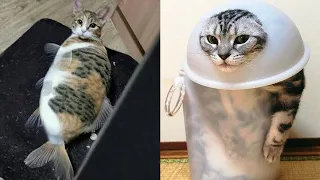 FUNNY CAT MEMES COMPILATION OF 2022 PART 5