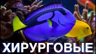 Морской Рифовый Аквариум - Хирурговые