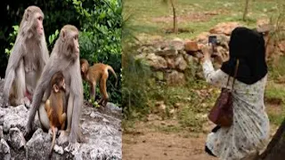 How polite and discipline monkey sharing layz biscuits peaunt box to eat islamabad