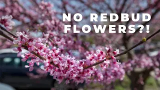 Why Isn't my Eastern Redbud Tree Blooming? | Native Tree: Cercis canadensis