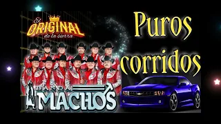 puros corridos ✴️banda machos lo más perron 💥