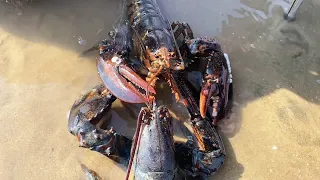 A pair of big lobsters were exhausted from fighting, and the sea hunters took advantage