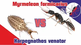 Battle. Ant killer vs ant killer! Harpegnathos venator vs Myrmeleon formicarius