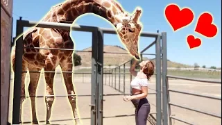 SURPRISING CATHERINE WITH A GIANT GIRAFFE!!! (THEY FELL IN LOVE)