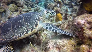 Turtles - Grand Cayman