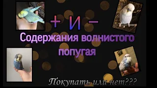 Плюсы и минусы волнистого попугая