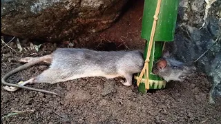 Create a bamboo rat trap