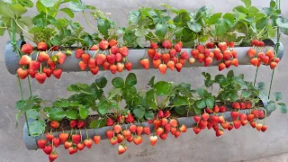 Just 1 water pipe, You can grow super fruit hanging strawberries