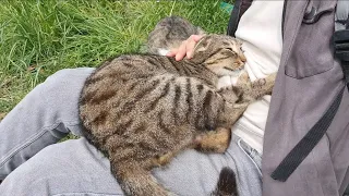 Cute Street Cat hugs me and wants to be friends.