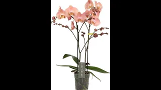 Орхідеї в квітковому гаражі! Розпаковка.