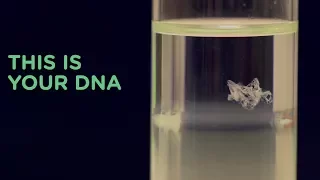 Human DNA Extraction | DIY Crime Scene Investigator Activities | Whodunit?