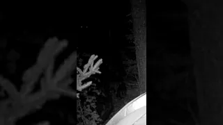 Large Bigfoot caught on trail cam checking out hunters camp in the middle of the night.