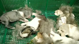 Kits growing. 1day old to 30 days.baby rabbits 1 to 30 days