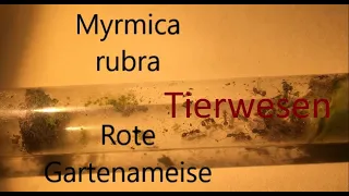 Myrmica rubra🐜 (Steckbrief)