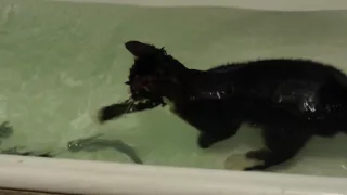 Плавающий кот в ванной / Cat swimming in bathroom