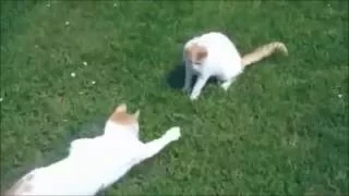 Смешные коты подборка 2. Funny cats compilation 2