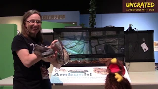 Reptiles and Amphibians - Part 2 │Museum Tour│Burpee Museum of Natural History